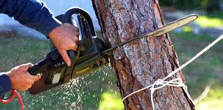 Best Tree Maintenance Programs  in Dyersburg, TN