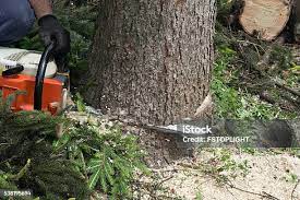 Best Stump Grinding and Removal  in Dyersburg, TN