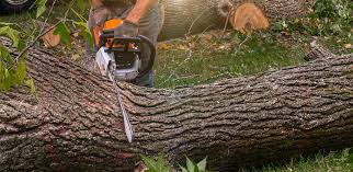 Best Tree Risk Assessment  in Dyersburg, TN