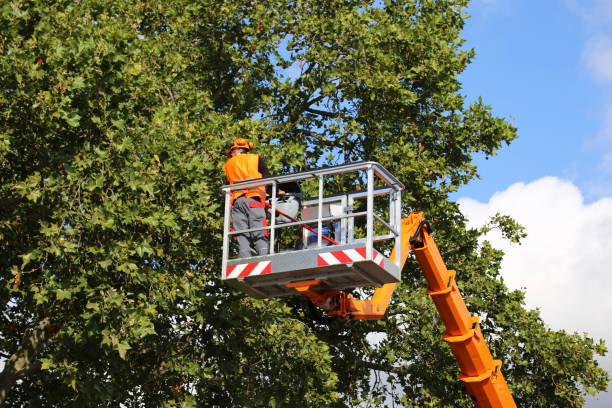 Best Storm Damage Tree Cleanup  in Dyersburg, TN