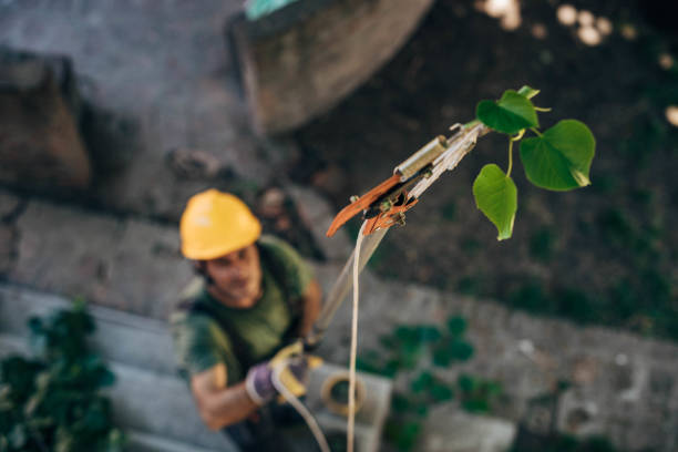 Best Emergency Tree Removal  in Dyersburg, TN