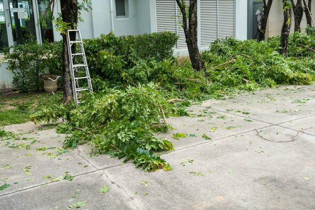 Best Lawn Pest Prevention  in Dyersburg, TN
