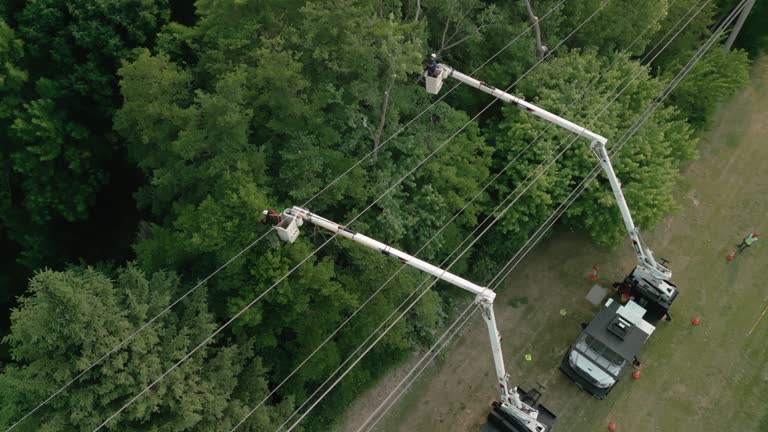 Best Fruit Tree Pruning  in Dyersburg, TN