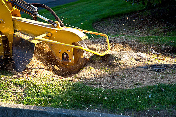 Best Lawn Dethatching  in Dyersburg, TN