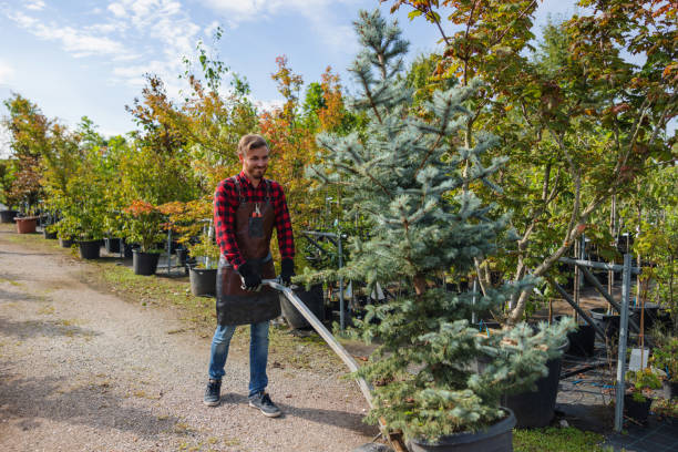 Best Tree Health Inspection  in Dyersburg, TN