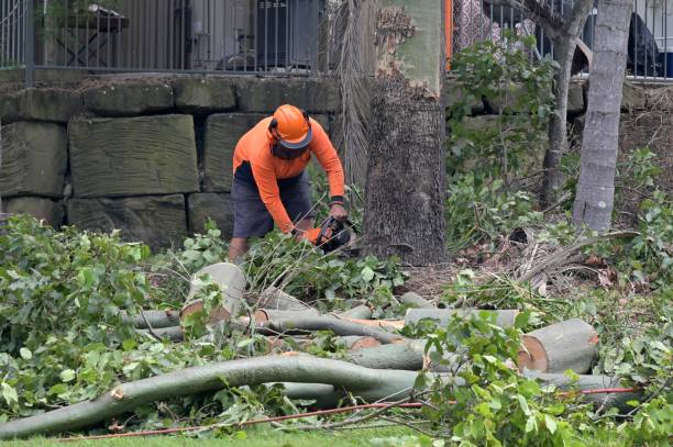 Best Tree Disease Treatment  in Dyersburg, TN