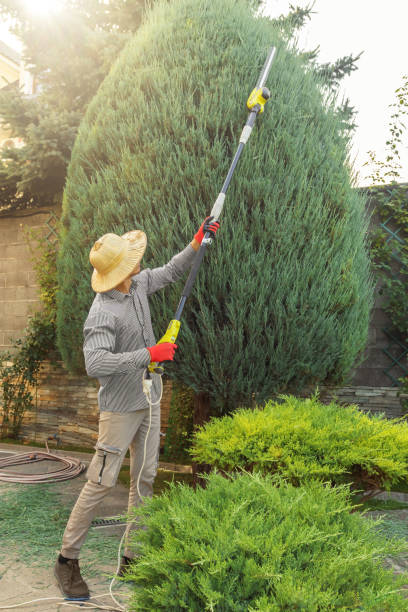 Best Tree Mulching  in Dyersburg, TN