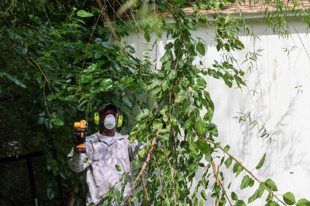 Best Pest Control for Lawns  in Dyersburg, TN