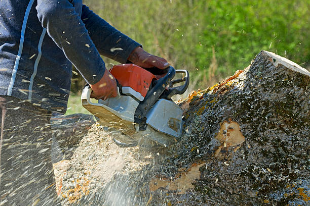 How Our Tree Care Process Works  in  Dyersburg, TN