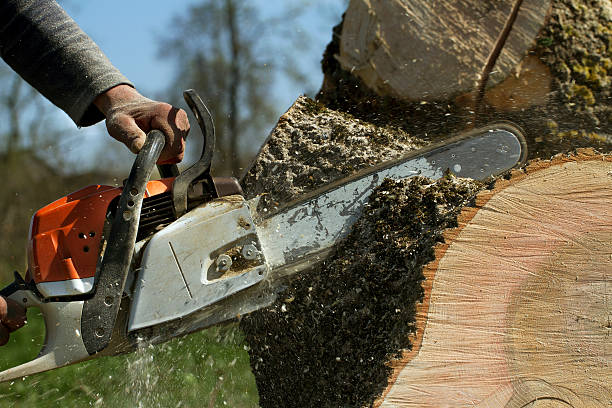 Best Tree and Shrub Care  in Dyersburg, TN