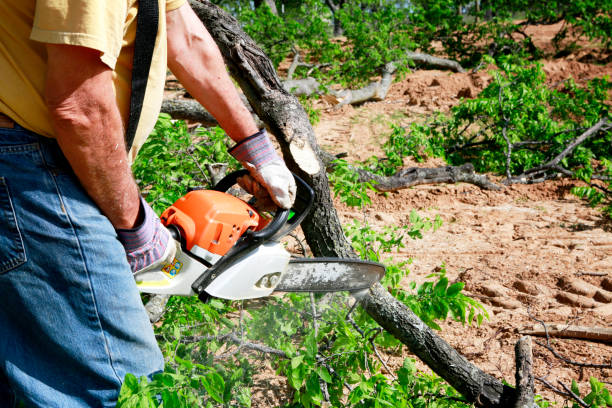Best Root Management and Removal  in Dyersburg, TN